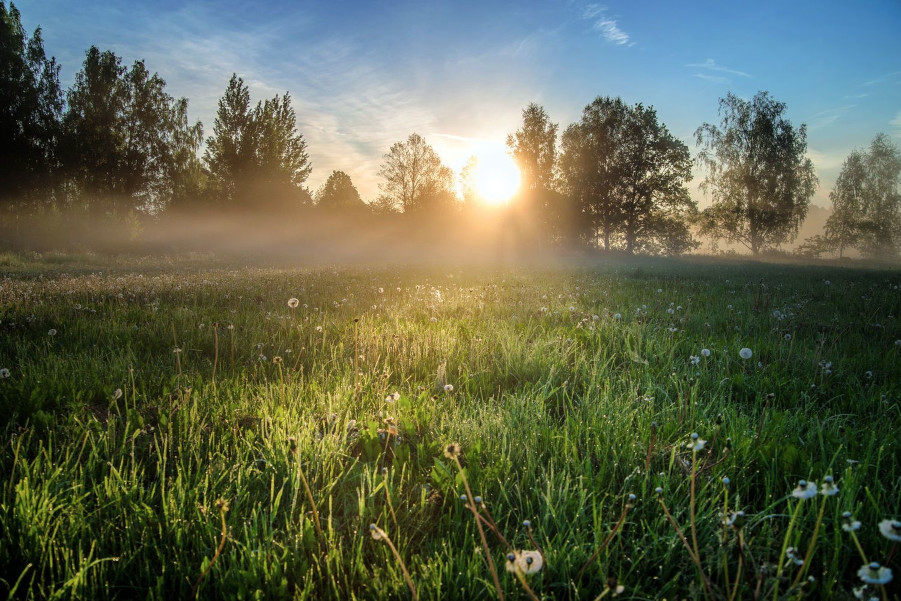 Eine idyllische Lichtung mit Blumen, über der etwas Nebel hängt. Der Himmel ist blau und die Sonne geht hinter der Lichtung auf. 